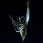 Giant Squid